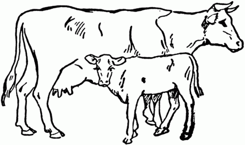 'Naveen Cow and Calf' ie